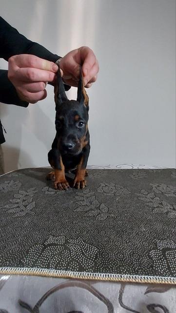 Doberman-štenci