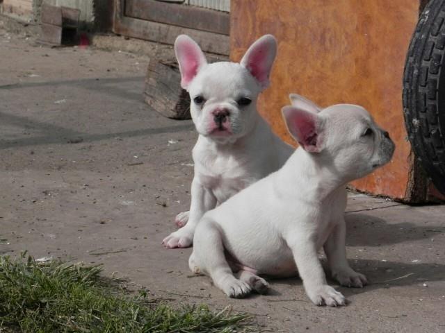 Francuski-buldog-stenci
