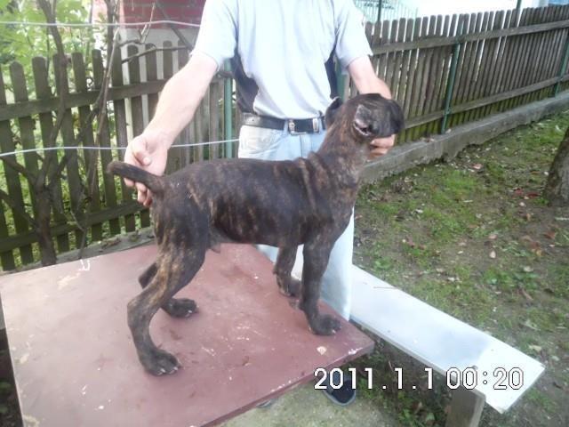 Cane-corso-stenci