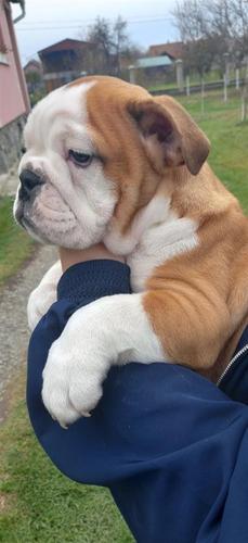Engleski buldog