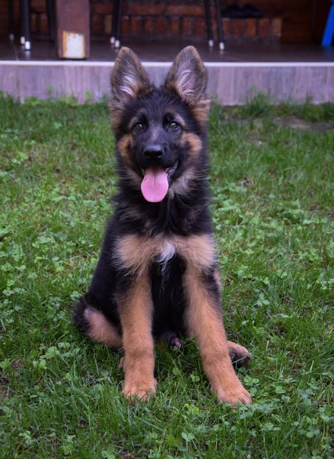 Nemacki-ovcar