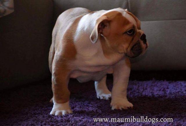 Engleski-Buldog