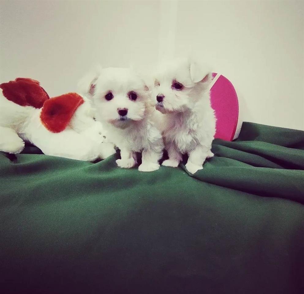 Maltezer