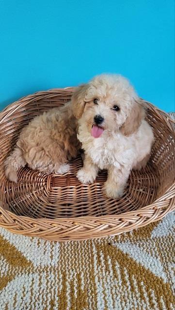 Maltipoo-stenci-