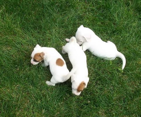 Jack-Russel-Terrier