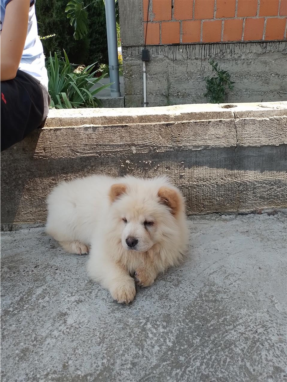 Chow-chow