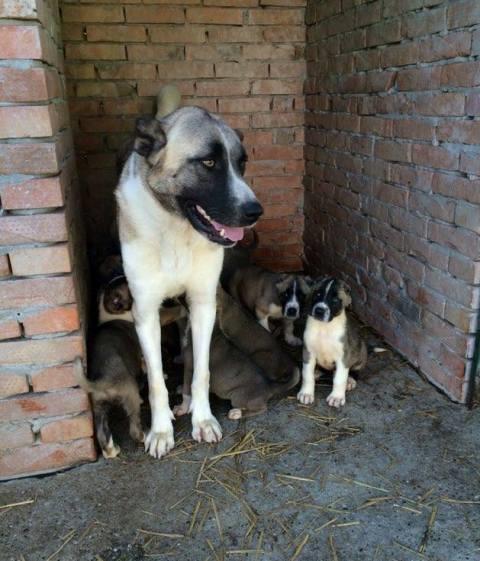 Kangal-kučići