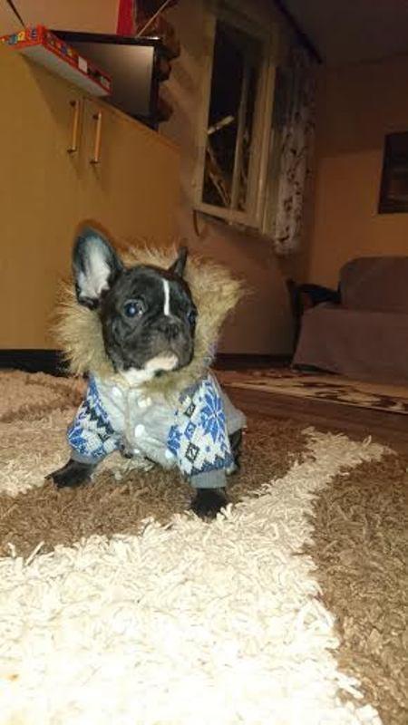 Francuski-Buldog-