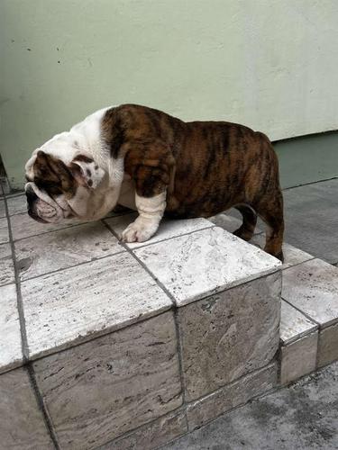 Engleski Buldog, premium štenci 