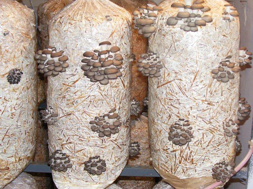 Micelijum-za-bukovače-i-šitake
