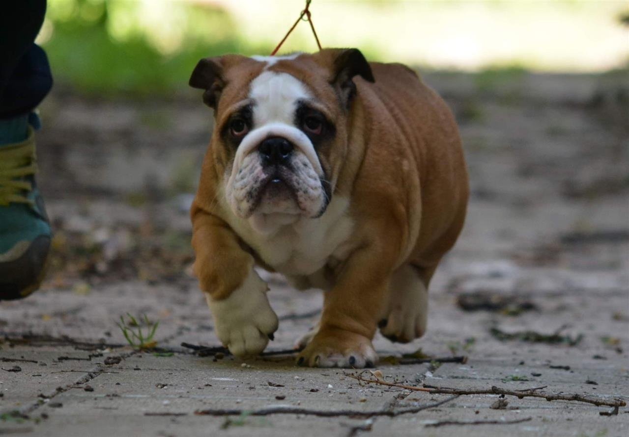Engleski-buldog