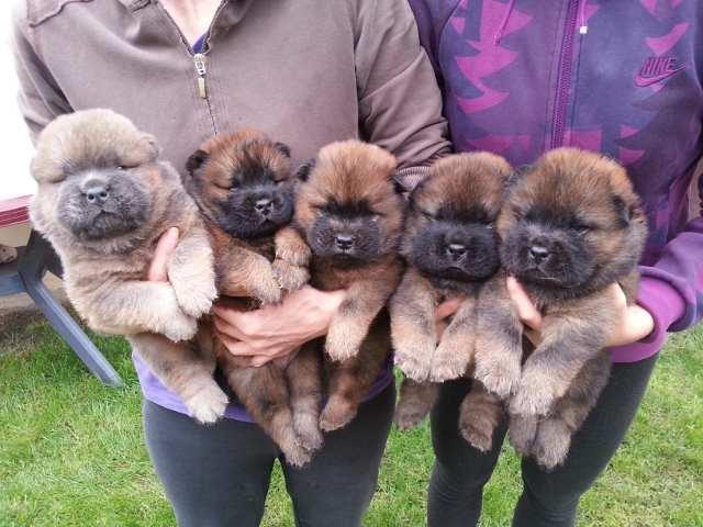 Prelepa-muska-stenad-Chow-Chow