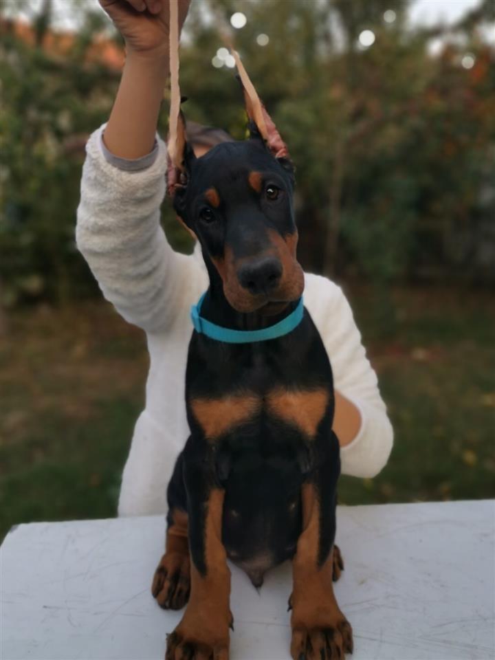 DOBERMAN-VRHUNSKA-CRNA-ŠTENAD
