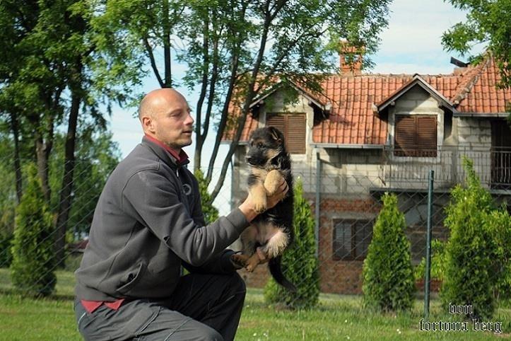 Štenad-Nemačkog-ovčara