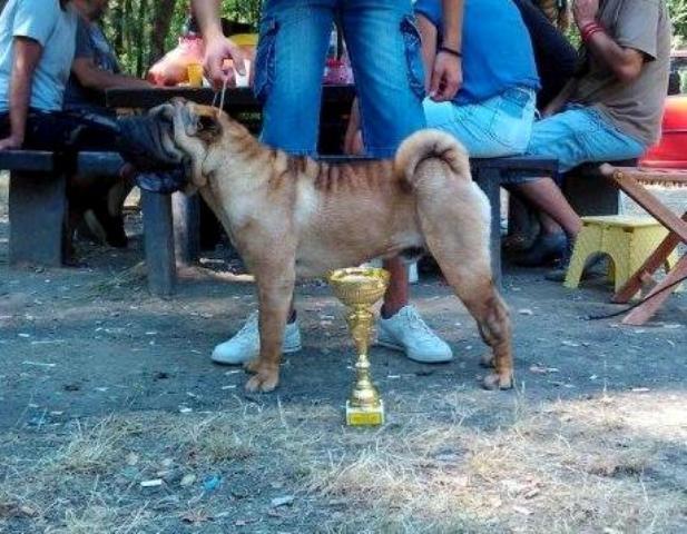 Shar Pei, stenci svetskog kvaliteta