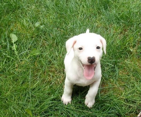 Jack-Russel-Terrier