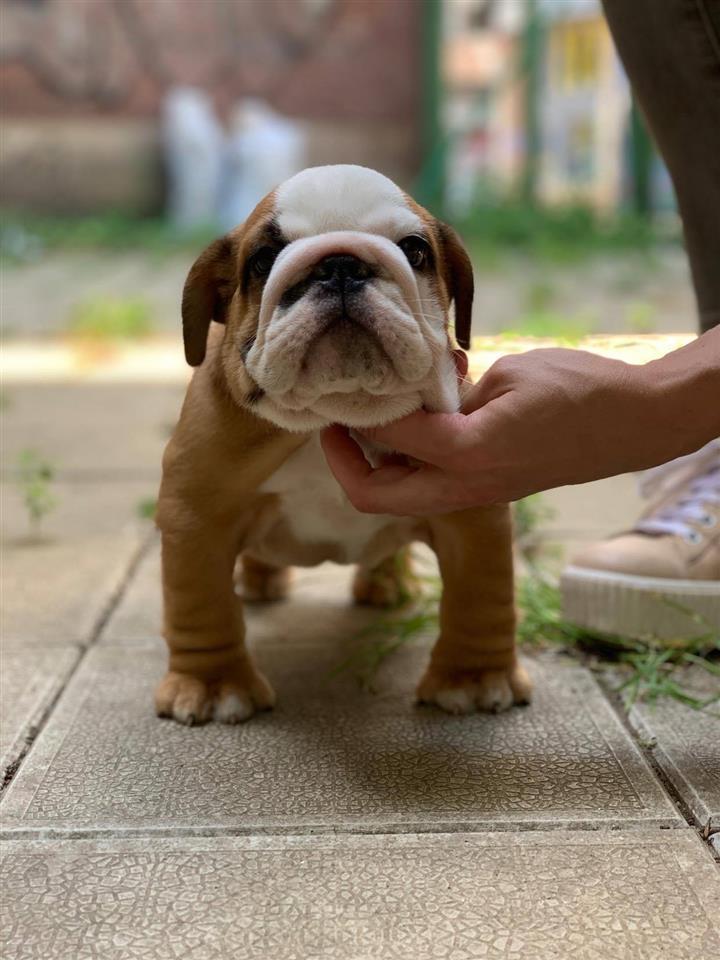 Engleski-Buldog
