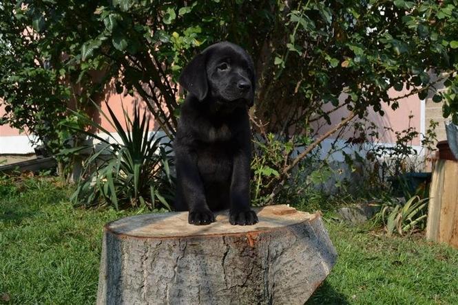 Stenci labradora