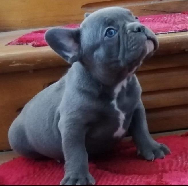 Francuski-buldog-štenci