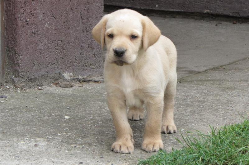 Labrador-retriver-stenad-