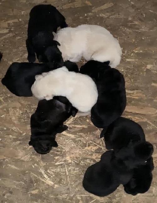 Labrador-retriver