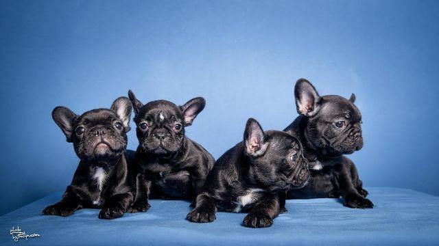 Francuski-buldog-
