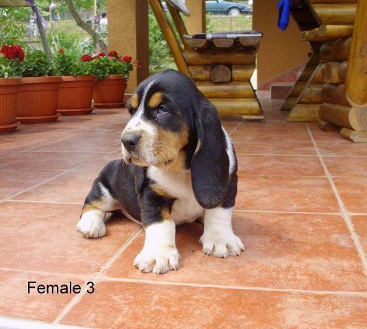 Basset-Hound---Baset-stenad