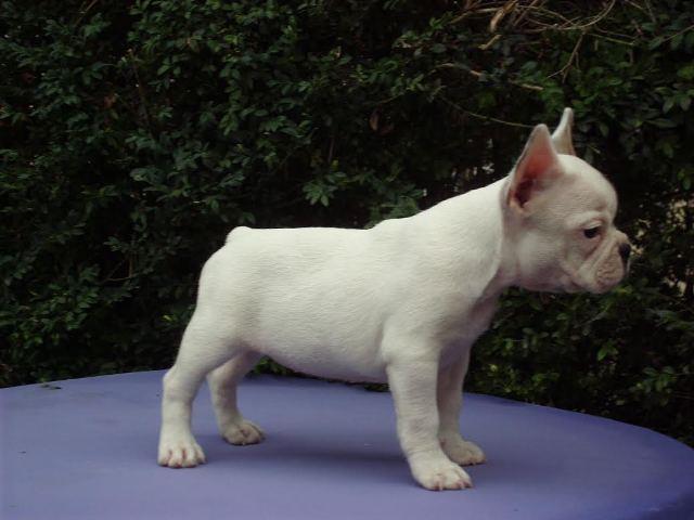 Francuski-buldog-stenad