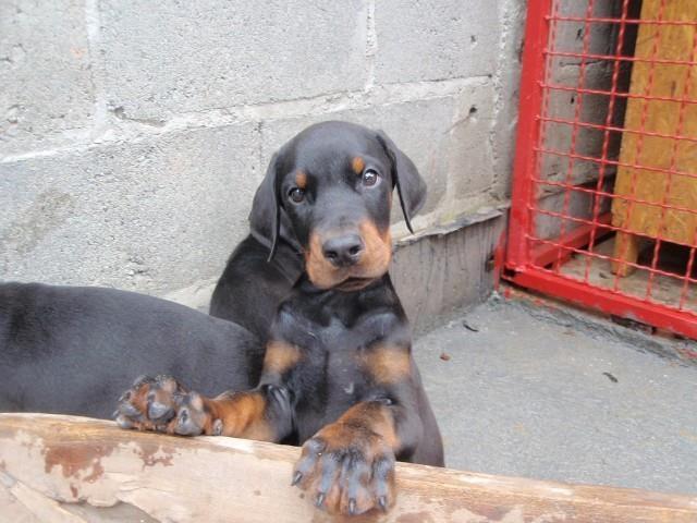 Doberman-stenad