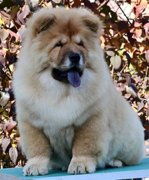 Čau-Čau-Chow-Chow