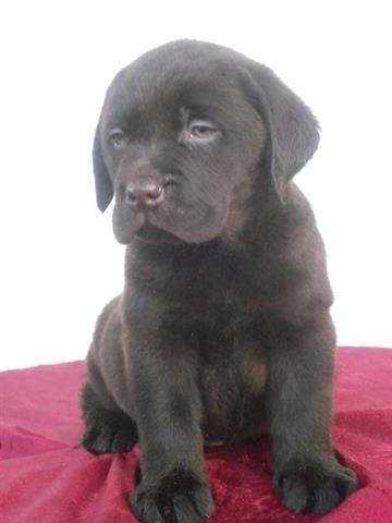 Cokoladna-stenad-labradora-