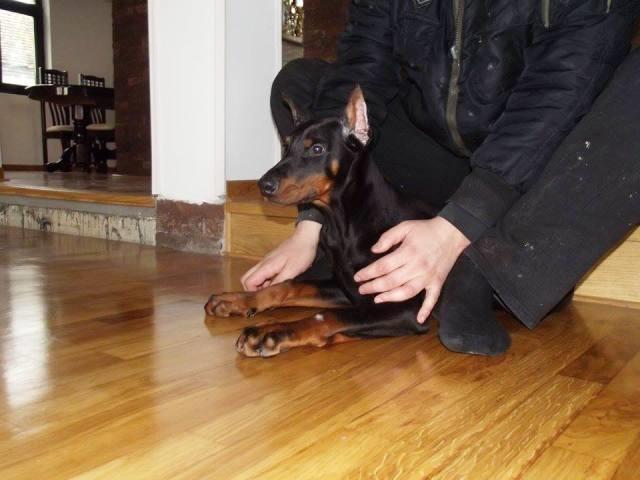 Doberman-stenci