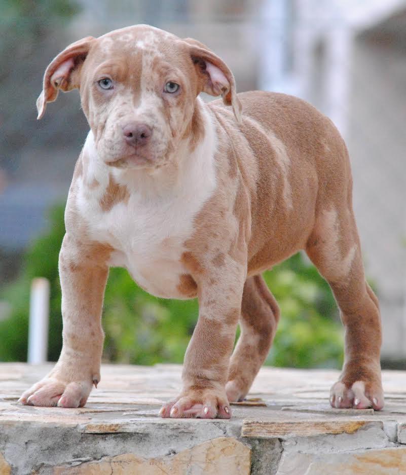 American-bully-xl-