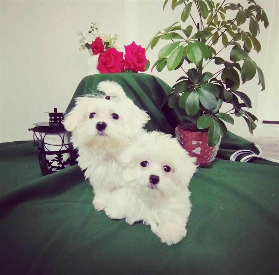 Maltezer-
