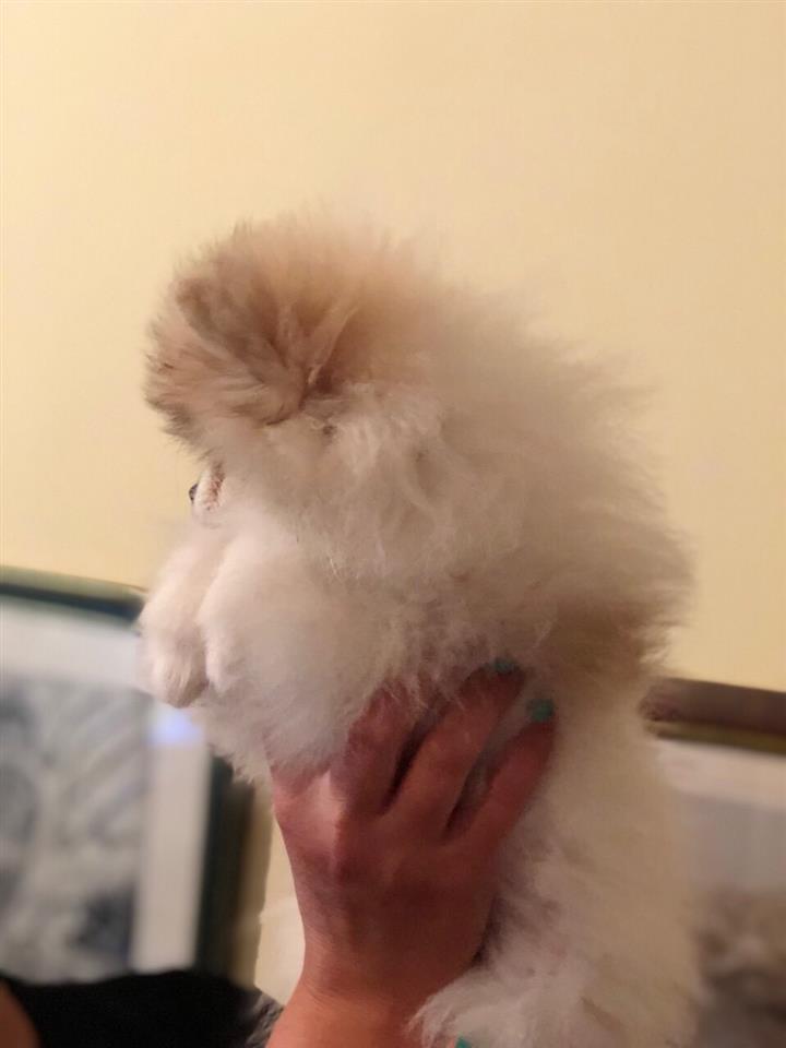 Pomeranac-štene