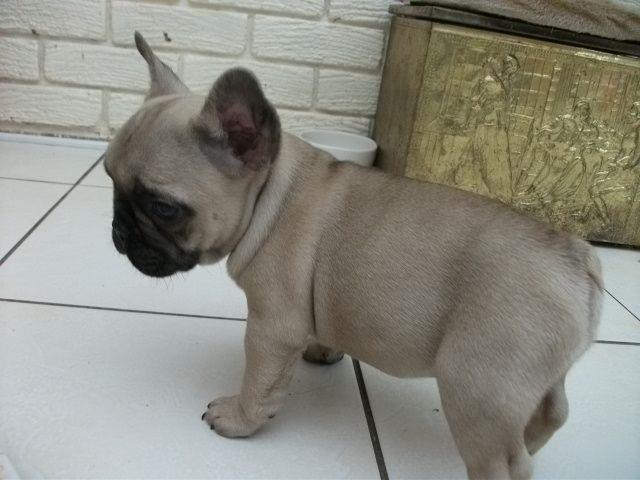 Francuski buldog štenci