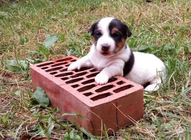 Jack-russell-terrier-štenci-