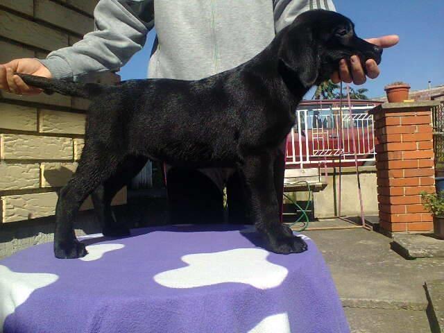Labrador-retriver-prelepi-stenci---