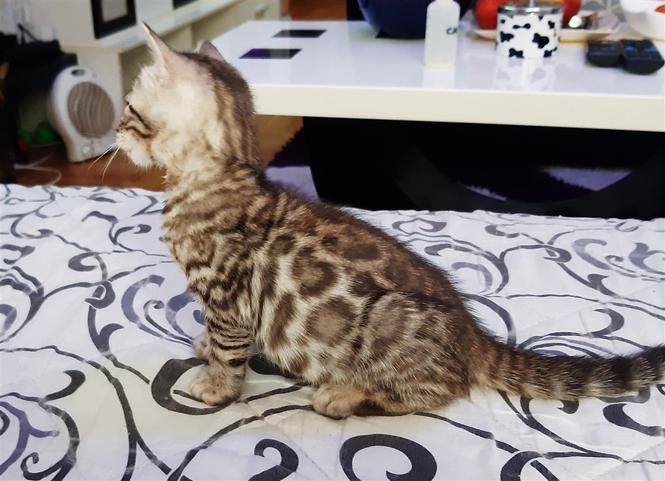 Bengalska macka