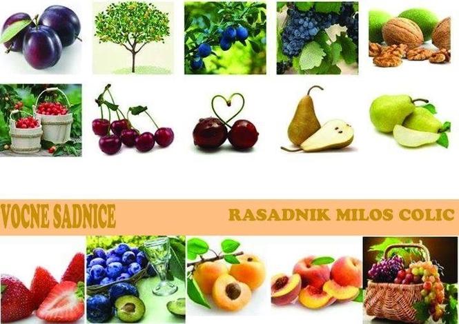 VOCNE SADNICE