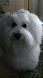 Cotton-de-tulear