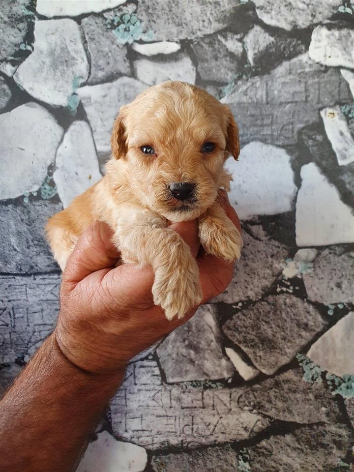 Labradoodle-štenci