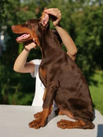 DOBERMAN-ŠTENE-