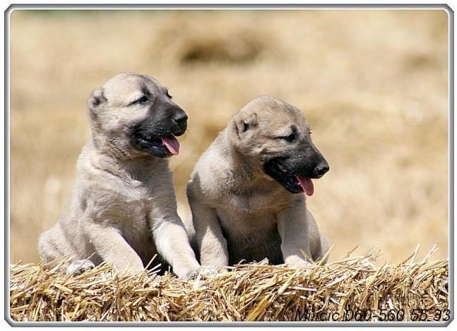 Kangal-stenci