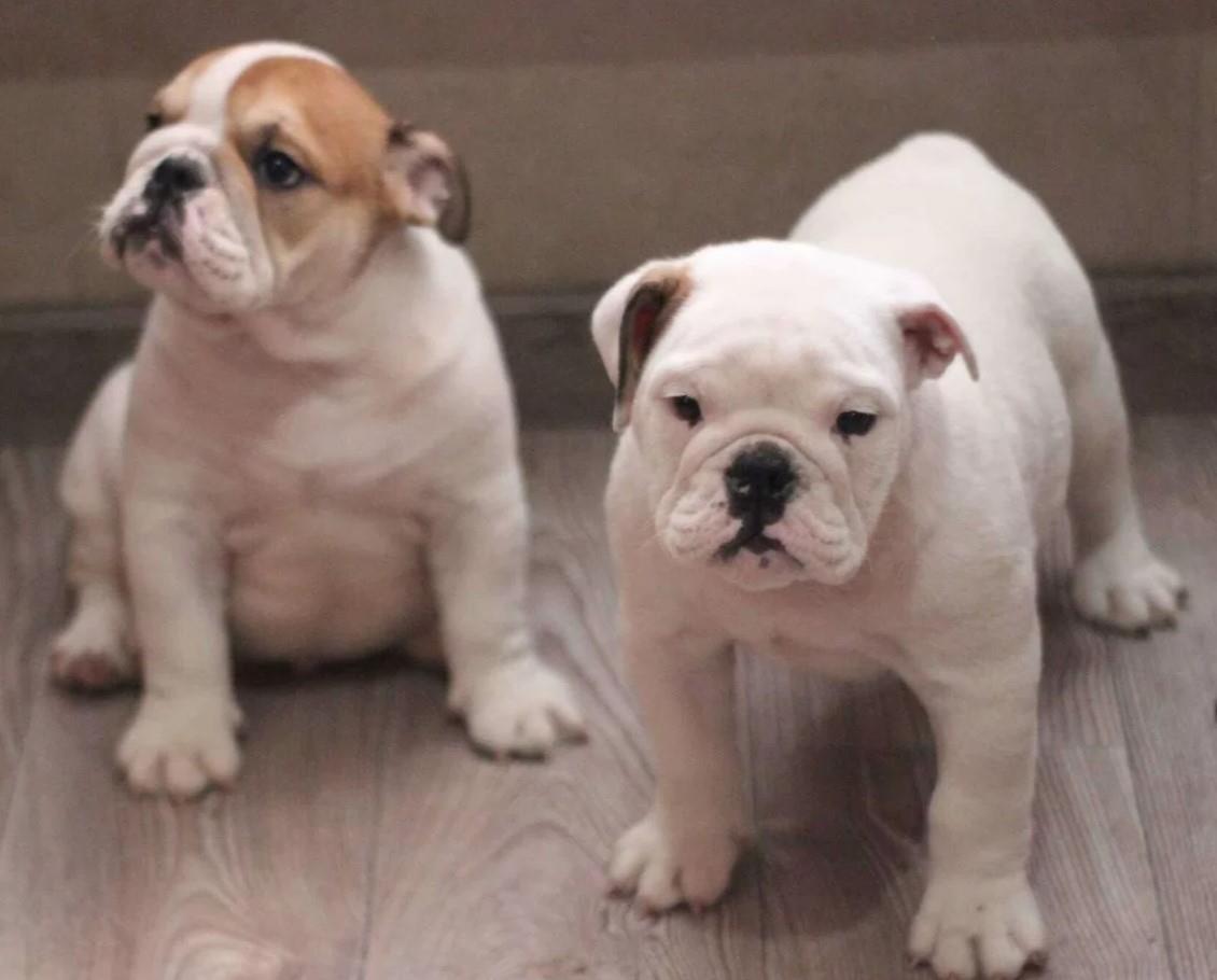 Mops-i-Engleski-Buldog