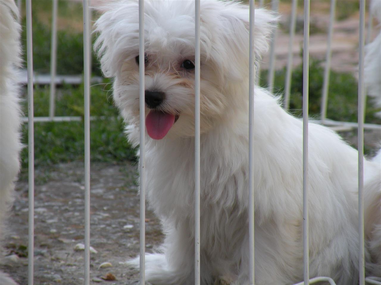 Maltezer