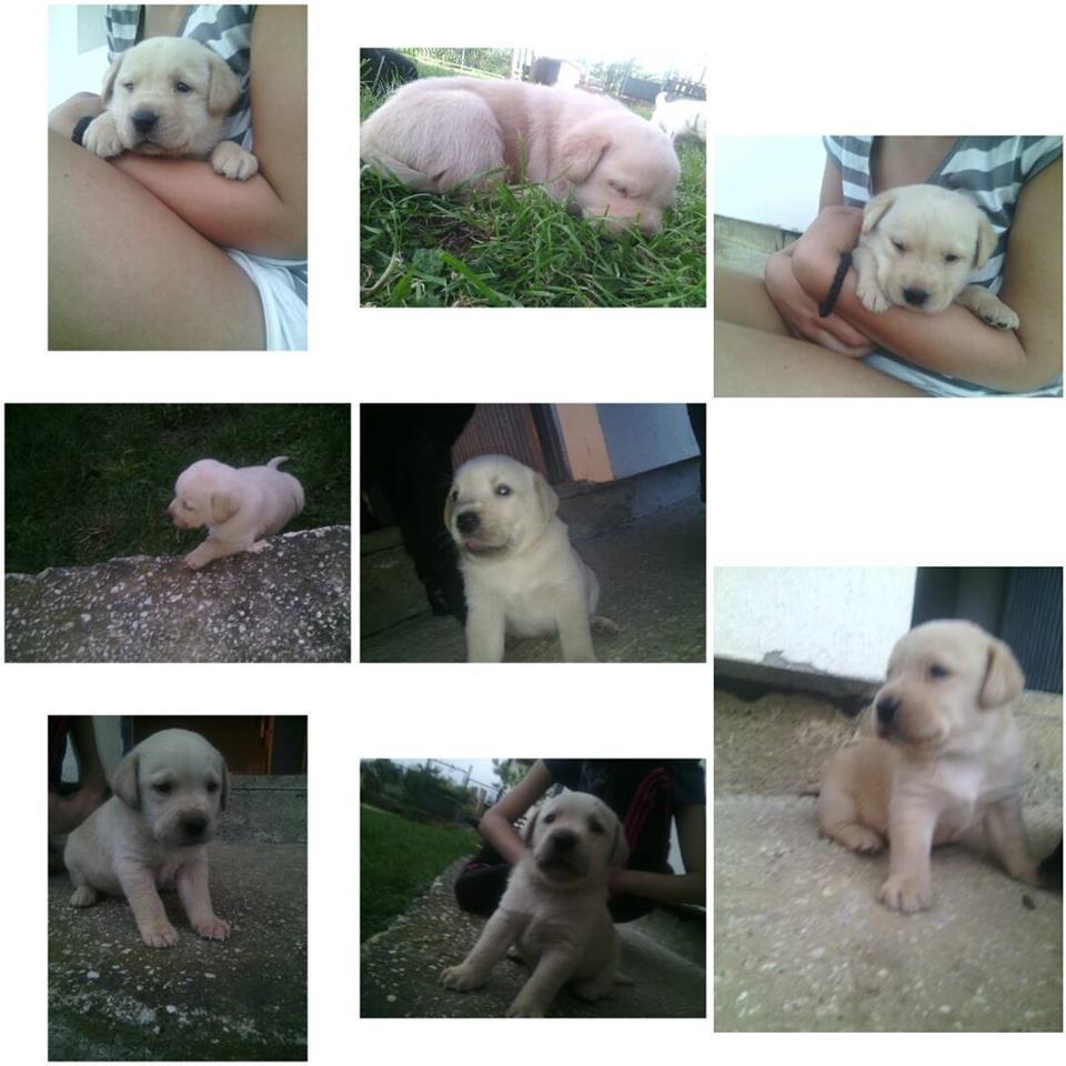 Stene-labradora