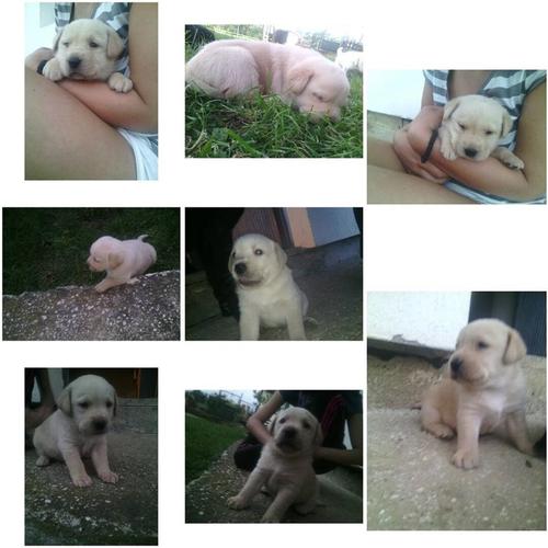 Stene labradora
