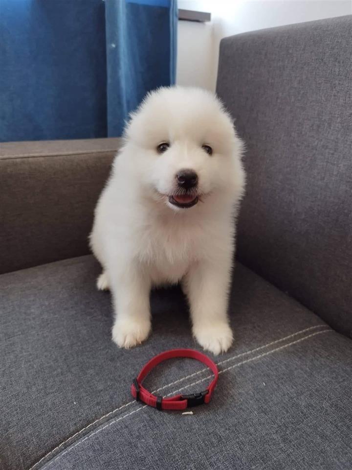 Samojed-stenci