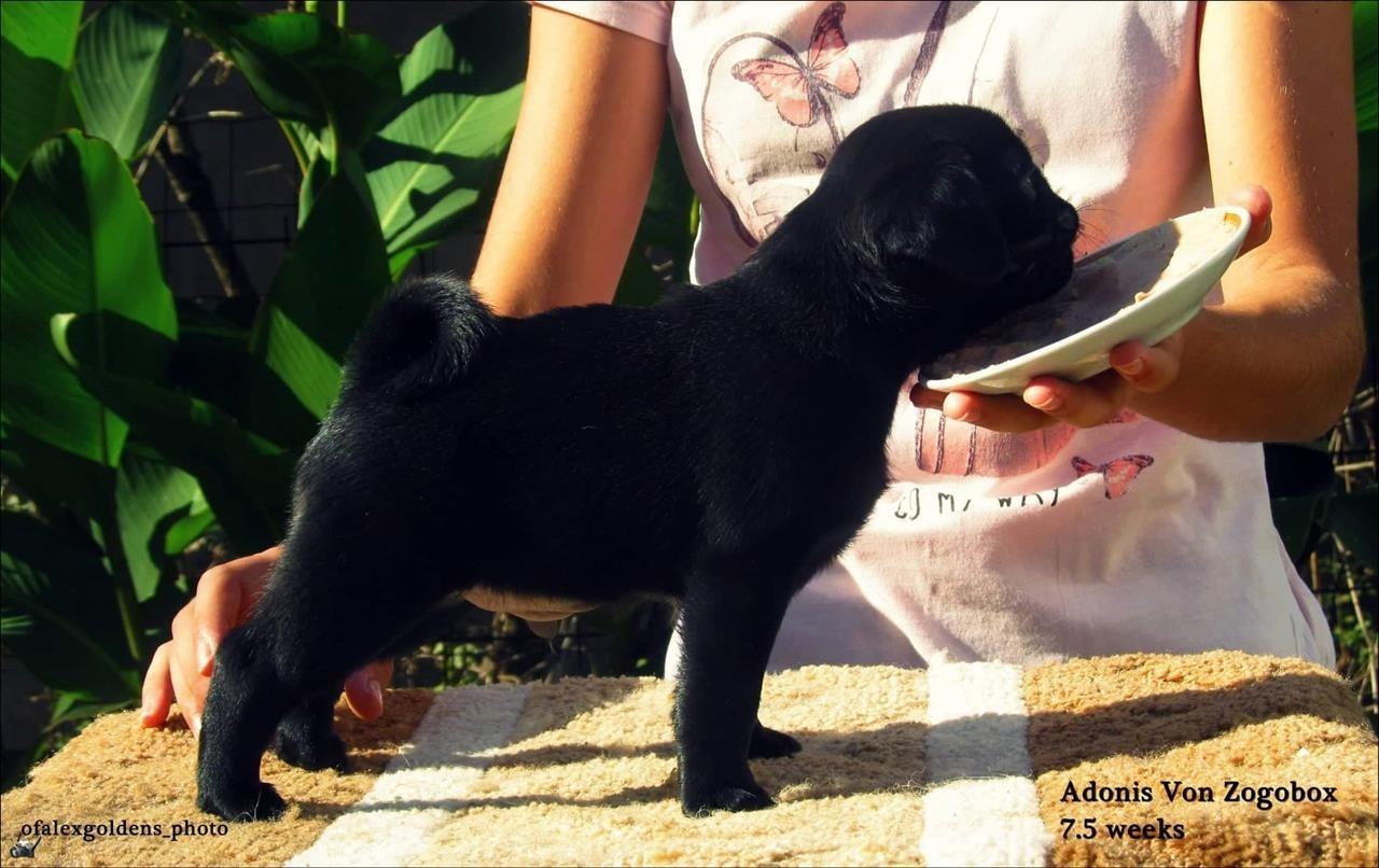 Mops-štene-
